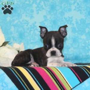 Mango, Boston Terrier Puppy